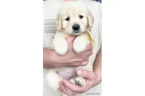 ゴールデンレトリバーの子犬（ID:1285411002）の2枚目の写真/更新日:2023-05-24