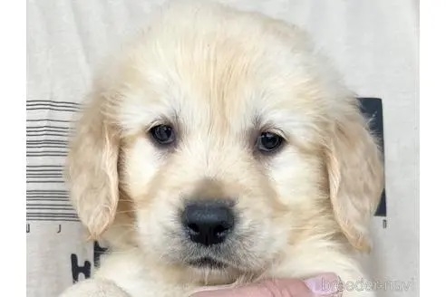 ゴールデンレトリバーの子犬（ID:1285411003）の1枚目の写真/更新日:2022-05-20