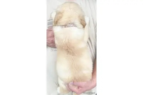 ゴールデンレトリバーの子犬（ID:1285411003）の3枚目の写真/更新日:2023-05-24