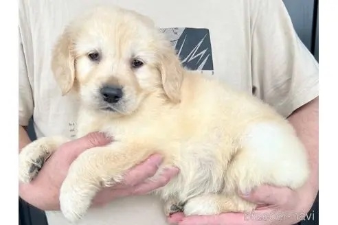 ゴールデンレトリバーの子犬（ID:1285411003）の4枚目の写真/更新日:2022-05-20