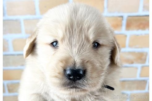 ゴールデンレトリバーの子犬（ID:1285411004）の1枚目の写真/更新日:2022-10-10
