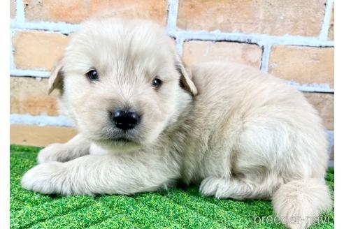 ゴールデンレトリバーの子犬（ID:1285411005）の1枚目の写真/更新日:2022-05-20