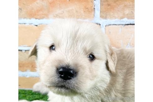 ゴールデンレトリバーの子犬（ID:1285411005）の4枚目の写真/更新日:2022-05-20