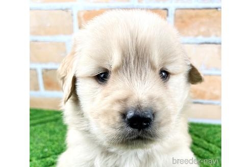 ゴールデンレトリバーの子犬（ID:1285411006）の2枚目の写真/更新日:2022-10-10