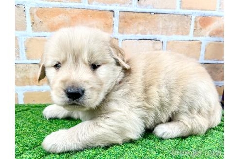 ゴールデンレトリバーの子犬（ID:1285411006）の4枚目の写真/更新日:2022-10-10