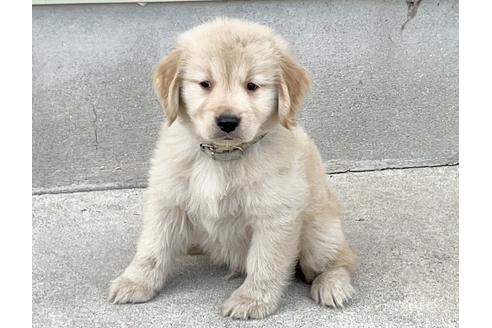 ゴールデンレトリバーの子犬（ID:1285411007）の1枚目の写真/更新日:2022-11-18