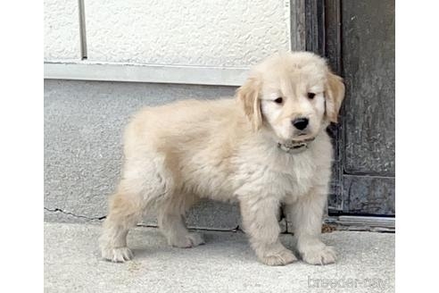 ゴールデンレトリバーの子犬（ID:1285411007）の3枚目の写真/更新日:2022-05-20
