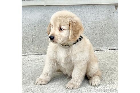 ゴールデンレトリバーの子犬（ID:1285411007）の4枚目の写真/更新日:2022-11-18