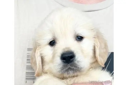 ゴールデンレトリバーの子犬（ID:1285411009）の1枚目の写真/更新日:2023-05-24