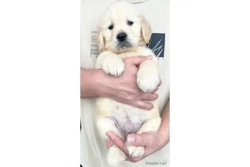 ゴールデンレトリバーの子犬（ID:1285411009）の2枚目の写真/更新日:2022-05-20