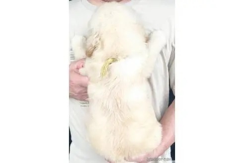 ゴールデンレトリバーの子犬（ID:1285411009）の3枚目の写真/更新日:2022-05-20