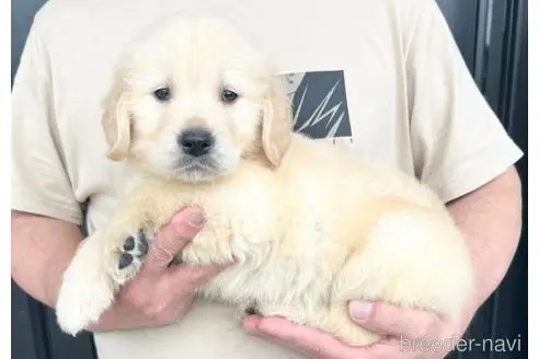ゴールデンレトリバーの子犬（ID:1285411009）の4枚目の写真/更新日:2022-05-20