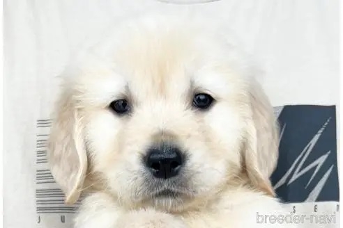 ゴールデンレトリバーの子犬（ID:1285411010）の1枚目の写真/更新日:2023-05-24