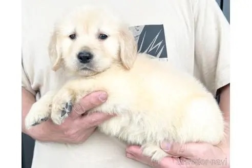 ゴールデンレトリバーの子犬（ID:1285411010）の3枚目の写真/更新日:2022-05-20