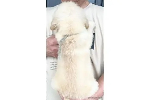 ゴールデンレトリバーの子犬（ID:1285411010）の4枚目の写真/更新日:2022-05-20