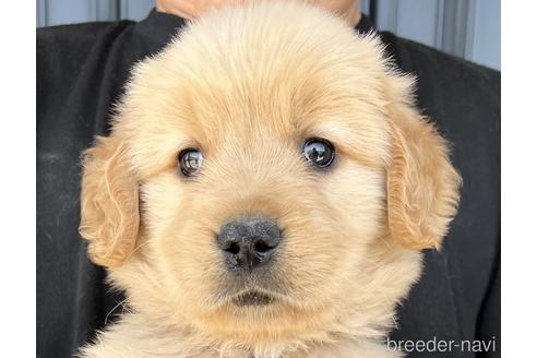 ゴールデンレトリバーの子犬（ID:1285411011）の1枚目の写真/更新日:2022-05-20