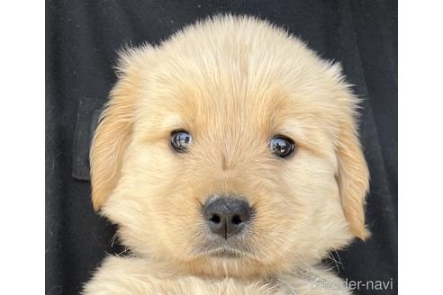 ゴールデンレトリバーの子犬（ID:1285411012）の1枚目の写真/更新日:2022-05-20