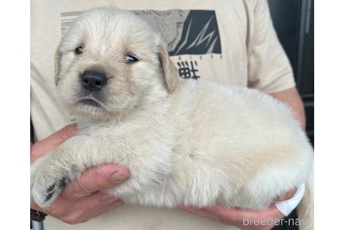 ゴールデンレトリバーの子犬（ID:1285411013）の1枚目の写真/更新日:2022-05-20