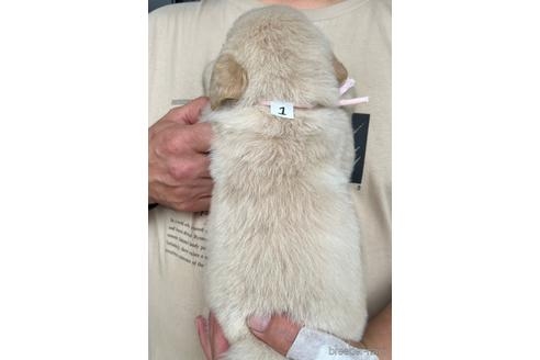 ゴールデンレトリバーの子犬（ID:1285411013）の2枚目の写真/更新日:2022-05-20