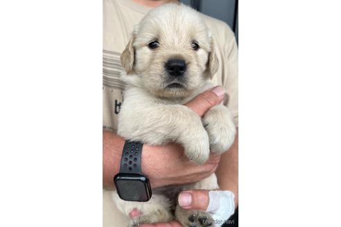ゴールデンレトリバーの子犬（ID:1285411013）の3枚目の写真/更新日:2022-05-20