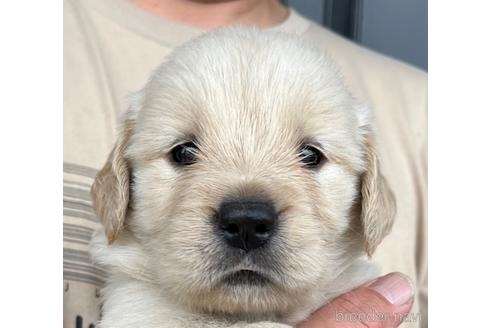 ゴールデンレトリバーの子犬（ID:1285411013）の4枚目の写真/更新日:2022-05-20