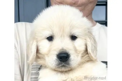 ゴールデンレトリバーの子犬（ID:1285411014）の1枚目の写真/更新日:2022-05-20