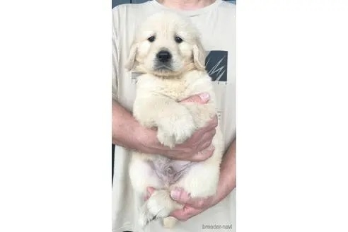 ゴールデンレトリバーの子犬（ID:1285411014）の3枚目の写真/更新日:2022-05-20