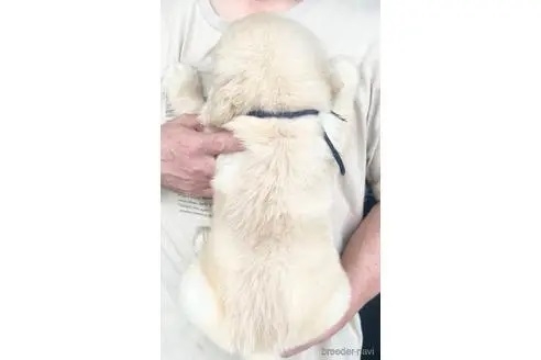 ゴールデンレトリバーの子犬（ID:1285411014）の4枚目の写真/更新日:2023-05-24