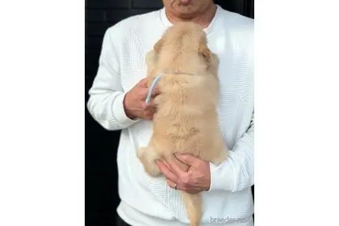 ゴールデンレトリバーの子犬（ID:1285411015）の2枚目の写真/更新日:2022-05-20