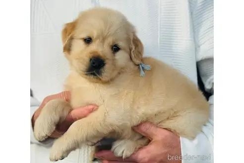 ゴールデンレトリバーの子犬（ID:1285411015）の3枚目の写真/更新日:2022-05-20