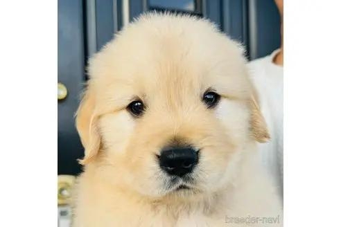 ゴールデンレトリバーの子犬（ID:1285411016）の1枚目の写真/更新日:2024-02-20