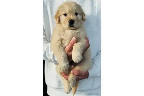 ゴールデンレトリバーの子犬（ID:1285411016）の2枚目の写真/更新日:2024-02-20