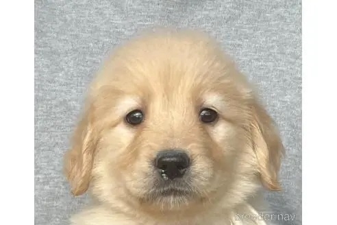 ゴールデンレトリバーの子犬（ID:1285411022）の1枚目の写真/更新日:2023-01-25