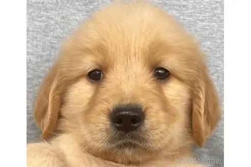 ゴールデンレトリバーの子犬（ID:1285411023）の1枚目の写真/更新日:2023-01-25