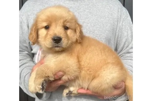 ゴールデンレトリバーの子犬（ID:1285411025）の3枚目の写真/更新日:2023-01-25