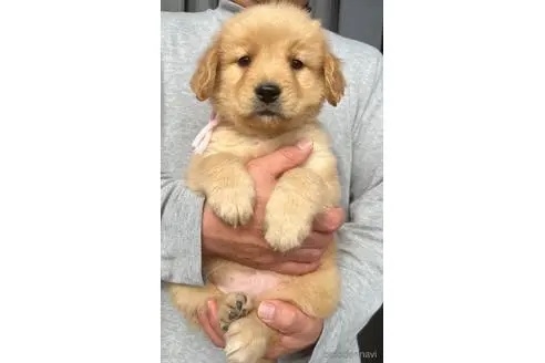 ゴールデンレトリバーの子犬（ID:1285411025）の4枚目の写真/更新日:2023-01-25