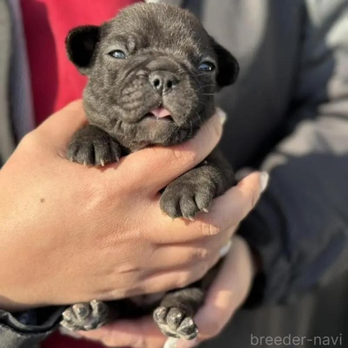 �t�����`�u���h�b�O�̎q���iID:1285411062�j��1���ڂ̎ʐ^/�X�V��:2026-01-22