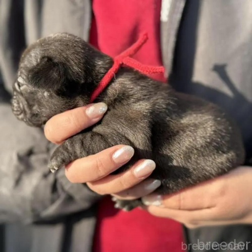 �t�����`�u���h�b�O�̎q���iID:1285411062�j��2���ڂ̎ʐ^/�X�V��:2026-01-22