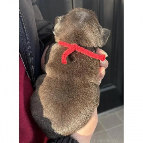 �t�����`�u���h�b�O�̎q���iID:1285411062�j��3���ڂ̎ʐ^/�X�V��:2026-01-22