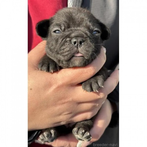 �t�����`�u���h�b�O�̎q���iID:1285411062�j��4���ڂ̎ʐ^/�X�V��:2026-01-22