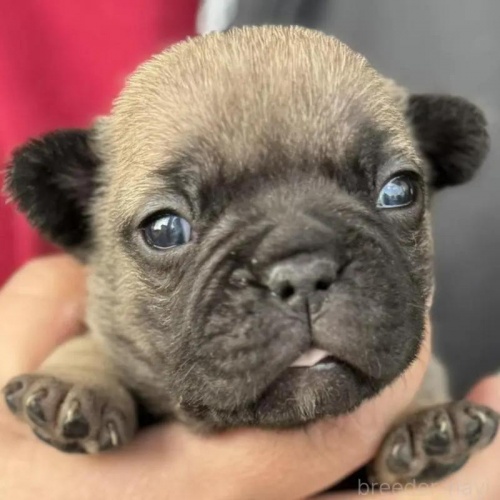 �t�����`�u���h�b�O�̎q���iID:1285411063�j��1���ڂ̎ʐ^/�X�V��:2026-01-22