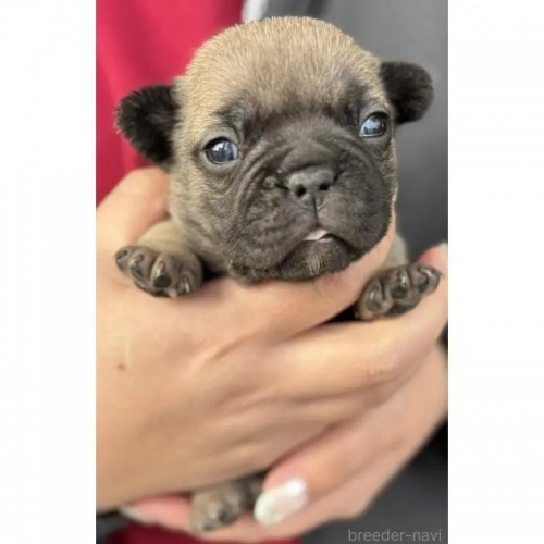 �t�����`�u���h�b�O�̎q���iID:1285411063�j��2���ڂ̎ʐ^/�X�V��:2026-01-22