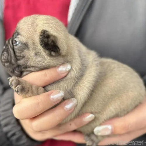 �t�����`�u���h�b�O�̎q���iID:1285411063�j��3���ڂ̎ʐ^/�X�V��:2026-01-22