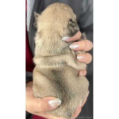 �t�����`�u���h�b�O�̎q���iID:1285411063�j��4���ڂ̎ʐ^/�X�V��:2026-01-22