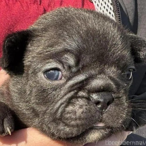 �t�����`�u���h�b�O�̎q���iID:1285411064�j��1���ڂ̎ʐ^/�X�V��:2026-01-22