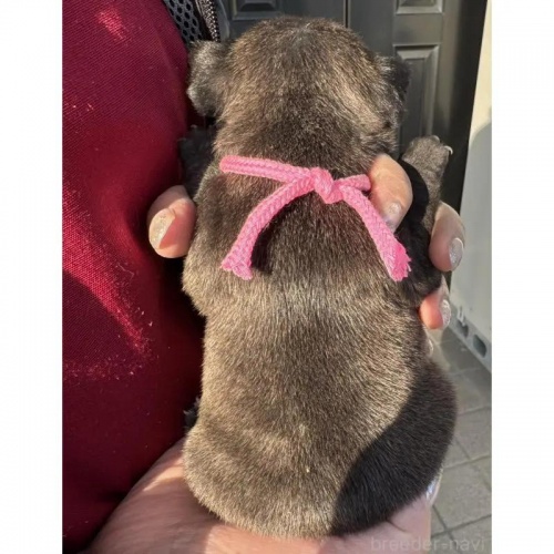 �t�����`�u���h�b�O�̎q���iID:1285411064�j��3���ڂ̎ʐ^/�X�V��:2026-01-22