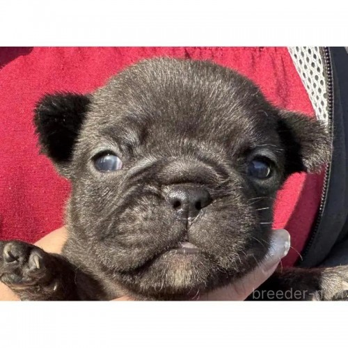 �t�����`�u���h�b�O�̎q���iID:1285411064�j��5���ڂ̎ʐ^/�X�V��:2026-01-22