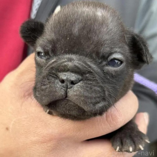 �t�����`�u���h�b�O�̎q���iID:1285411065�j��1���ڂ̎ʐ^/�X�V��:2026-01-22