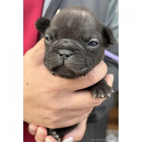 �t�����`�u���h�b�O�̎q���iID:1285411065�j��2���ڂ̎ʐ^/�X�V��:2026-01-22