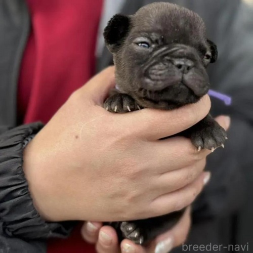 �t�����`�u���h�b�O�̎q���iID:1285411065�j��3���ڂ̎ʐ^/�X�V��:2026-01-22